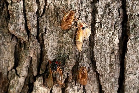 Cicadas Emergence 2024